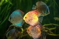 Flock of colorful Discus Royalty Free Stock Photo