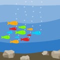 A flock of colorful fish in the water, many fish Royalty Free Stock Photo