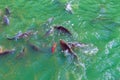 A flock of colorful goldfish in the turquoise water of a pond