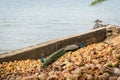 Flock of colorful peacocks walking on coastal rocks of Mediterranean sea Royalty Free Stock Photo