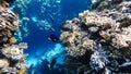 flock of colorful sea fish swims between the coral, the sun`s rays illuminate them Royalty Free Stock Photo