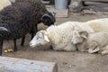 flock of colorful sheep lying on the farm close-up outdoors. Royalty Free Stock Photo
