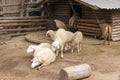 flock of colorful sheep lying on the farm close-up outdoors. Royalty Free Stock Photo