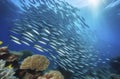 a flock of colorful striped fish swim underwater in the water. ecosystem in the ocean Royalty Free Stock Photo