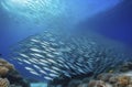 a flock of colorful striped fish swim underwater in the water. ecosystem in the ocean Royalty Free Stock Photo