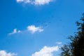 Flock of common boat-tailed grackle and they fly together in cloudy sky