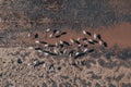 Flock of common crane Grus grus birds resting near the pond during springtime migration, aerial Royalty Free Stock Photo