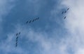 A flock of common cranes blue sky flying Royalty Free Stock Photo
