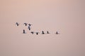 Flock of common cranes flying over a sky at sunset during spring migration.