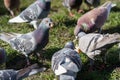 Hungry Pigeons Feeding on Bread in a Park. Royalty Free Stock Photo