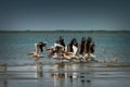 Flock of common great pelicans taking flight Royalty Free Stock Photo