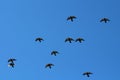 Flock of Common grey pigeons calmly flying over blue sky with wide spread wings Royalty Free Stock Photo