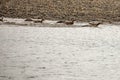 Common merganser chicks swimming Royalty Free Stock Photo