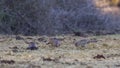 Flock of Common Pheasant Feeding On Grass