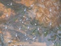 Flock of pond skaters in the river backwater