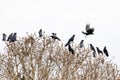 A flock of common raven playing and flying on top of a tree Royalty Free Stock Photo