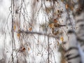 A flock of common redpolls, lat. Acanthis flammea, feeding on birch in winter