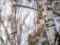 A flock of common redpolls, lat. Acanthis flammea, feeding on birch in winter