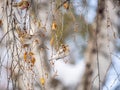 A flock of common redpolls, lat. Acanthis flammea, feeding on birch in winter