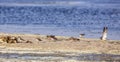 Flock of Common Ringed Plover