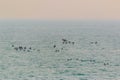 A flock of Common Scoter, Melanitta nigra duck in evening flight. Royalty Free Stock Photo
