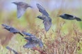 A flock of common starling birds Sturnus vulgaris migration in flight