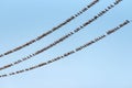 Flock of Common Starling, Sturnus vulgaris,on electricity wires. A lot of birds on blue background