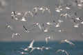 Flock of Common Terns in flight