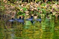 Flock of coots gliding across the tranquil surface of a lake