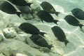 A flock of coral fish against the background of a sandy bottom Royalty Free Stock Photo