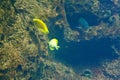 Flock of coral fish near the stone over bottom of the sea