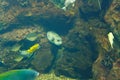 Flock of coral fish near the stone over rocky bottom of the sea