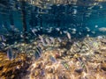 A flock of coral fish, seorgant fish, Egypt, Makadi bay