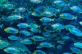 A flock of coral fish under water. Tropical colored fish