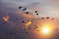 Flock of Cormorant bird flying against beautiful sun light sky Royalty Free Stock Photo