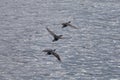 Flock of Cormorant Birds flying over the Pacific Ocean Royalty Free Stock Photo