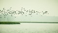 Flock Of Cormorant Shag Birds Flying Over Lake In Winter. Migratory waterfowl fly on their way back to their nesting places, the Royalty Free Stock Photo