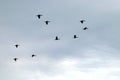 Flock of cormorants flying in a cloudy sky. Royalty Free Stock Photo