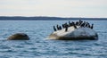 Flock of cormorants perched on a large rock in the ocean Royalty Free Stock Photo