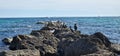 flock of cormorants sitting on the rocks Royalty Free Stock Photo