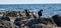 flock of cormorants sitting on the rocks Royalty Free Stock Photo