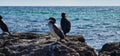 flock of cormorants sitting on the rocks Royalty Free Stock Photo