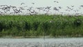 A flock of cormorants taking flight on water