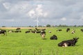 Flock of cow resting on a meadow, Pieterburen, Holland Royalty Free Stock Photo