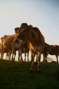 Cows in the early morning sun Royalty Free Stock Photo