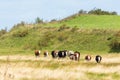 Flock of cows walking on grass meadow at the hill Royalty Free Stock Photo