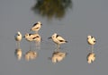 A flock of Crab plovers