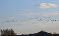 Flock of cranes arriving to spend winter in Spain. Cranes flying in flocks, an autumn afternoon arriving to nest and raise their