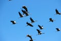 A flock of cranes flew through the sky Royalty Free Stock Photo