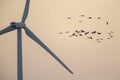 Flock of Cranes fly in sunrise colored sky near the wind turbine